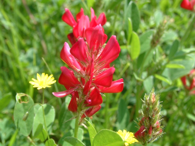 Sulla coronaria (=Hedysarum coronarium) / Sulla comune